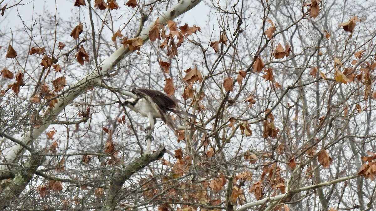 Osprey - ML646137476