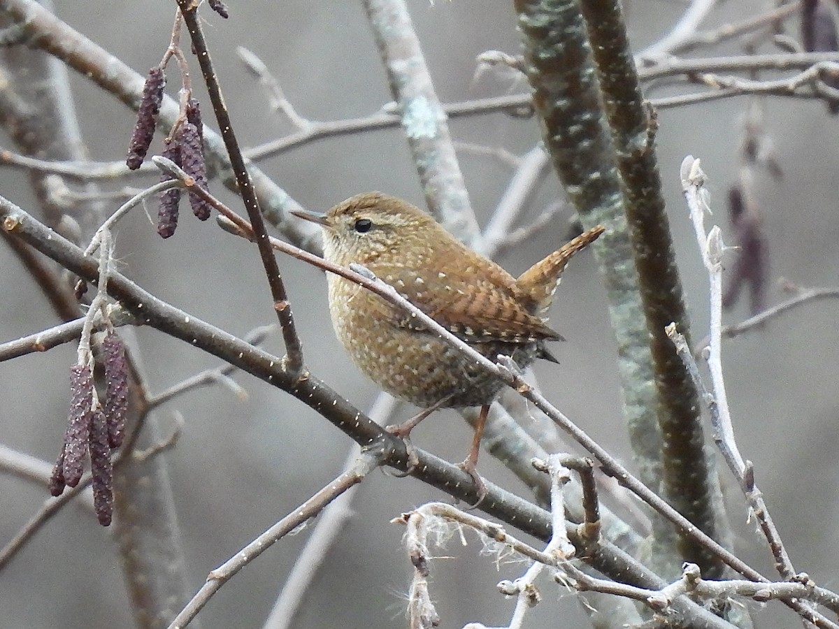 Winter Wren - ML646137478