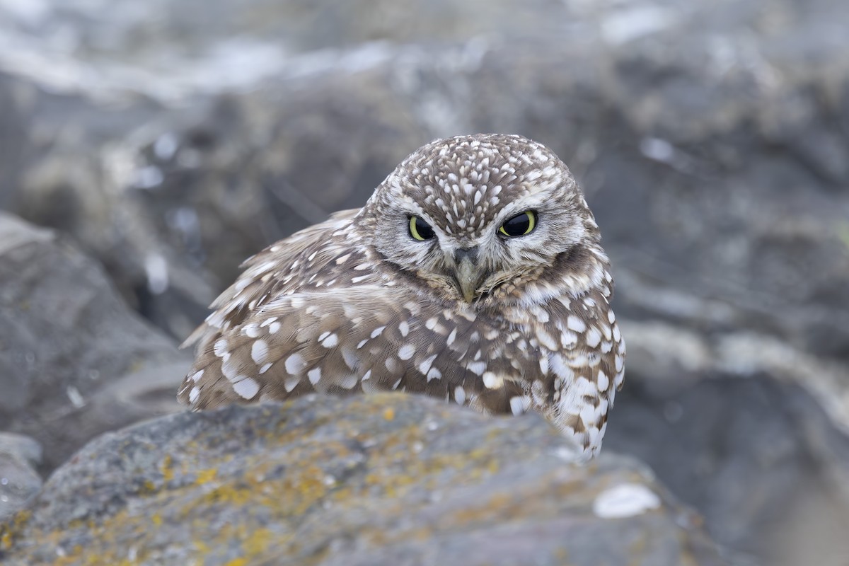 Burrowing Owl - ML646137479