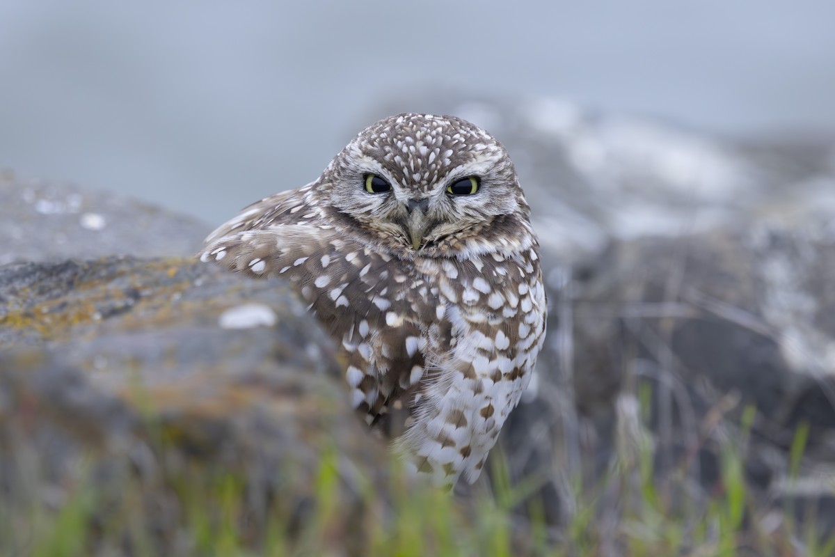 Burrowing Owl - ML646137480