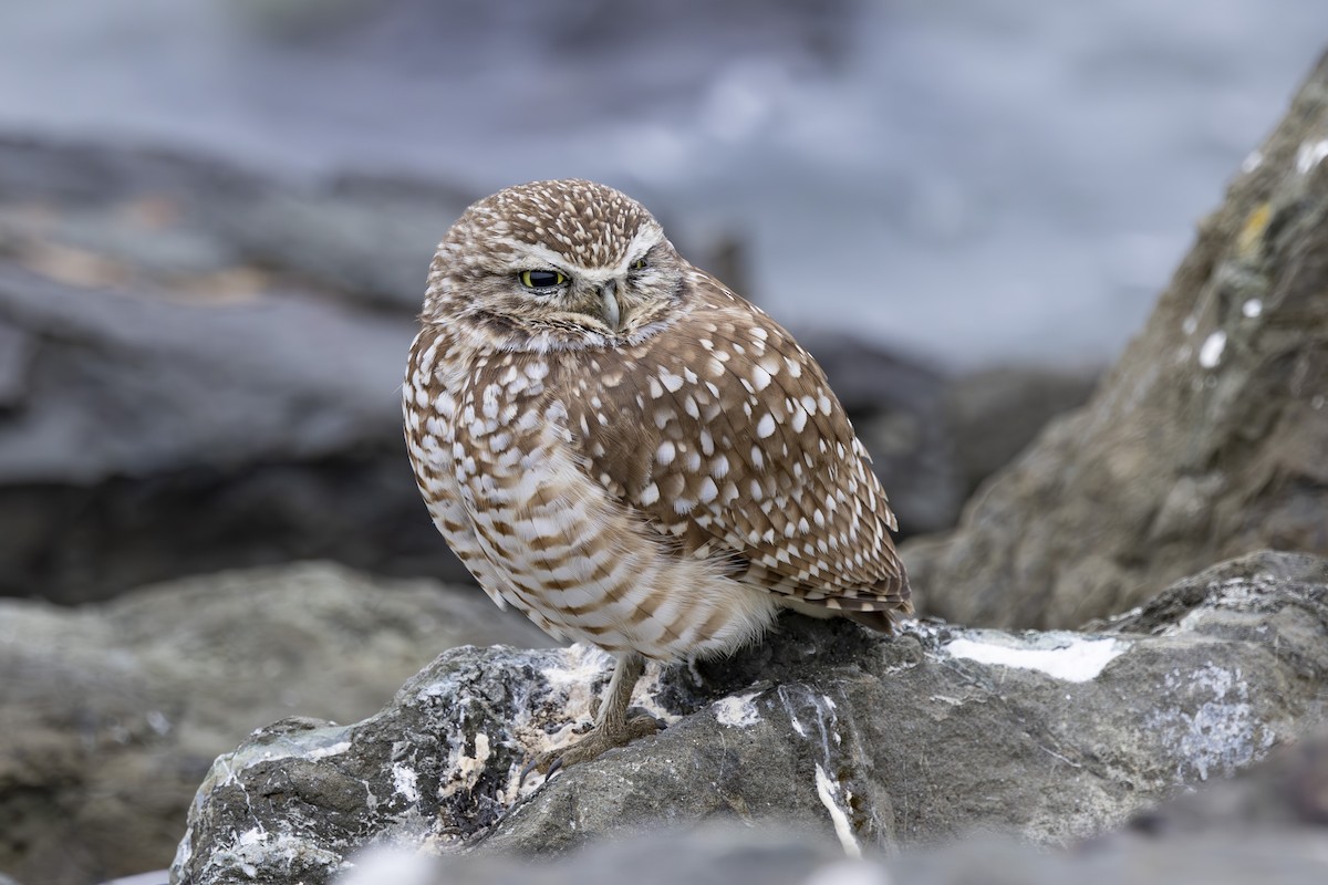 Burrowing Owl - ML646137481