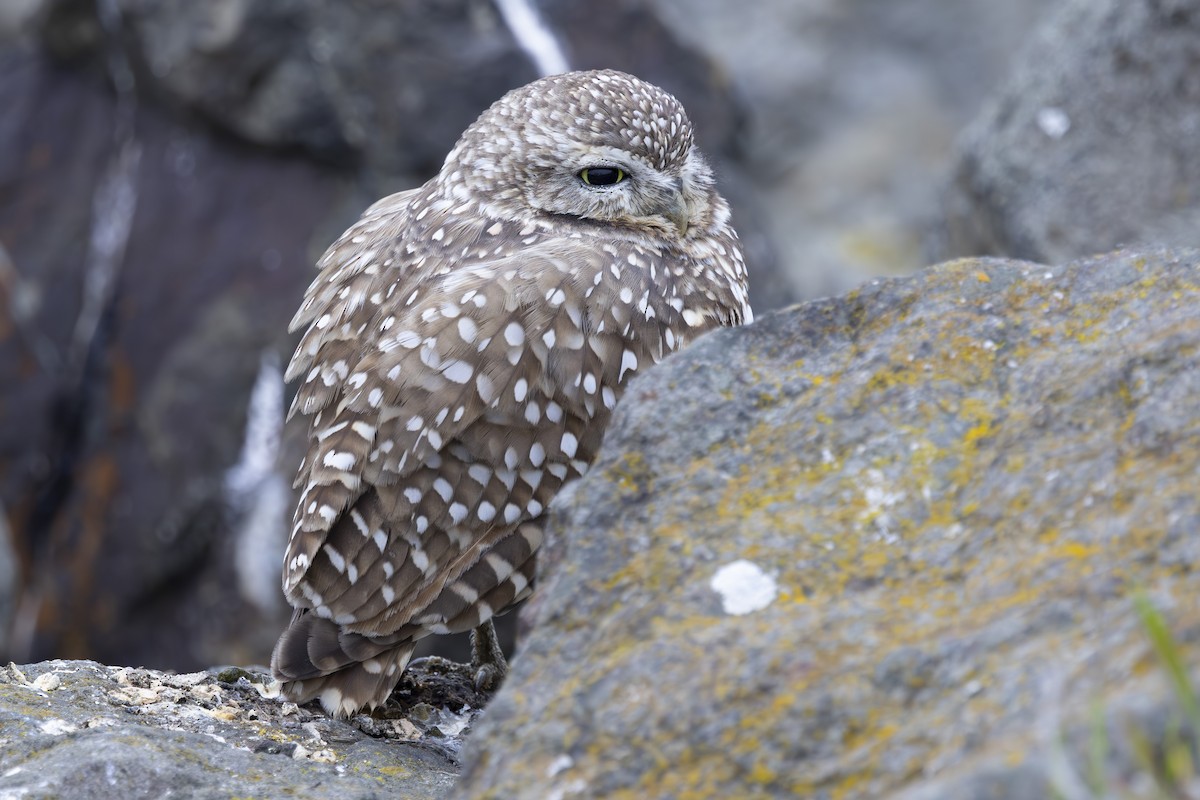 Burrowing Owl - ML646137482