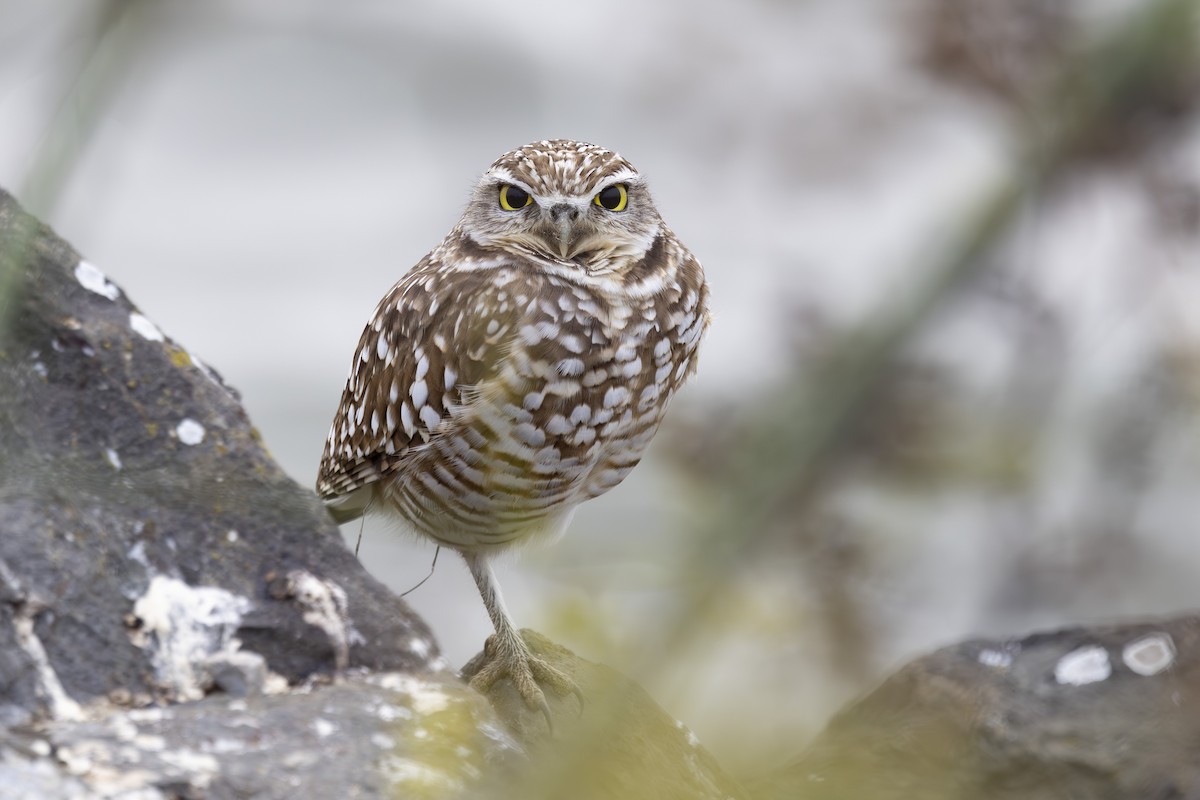 Burrowing Owl - ML646137483
