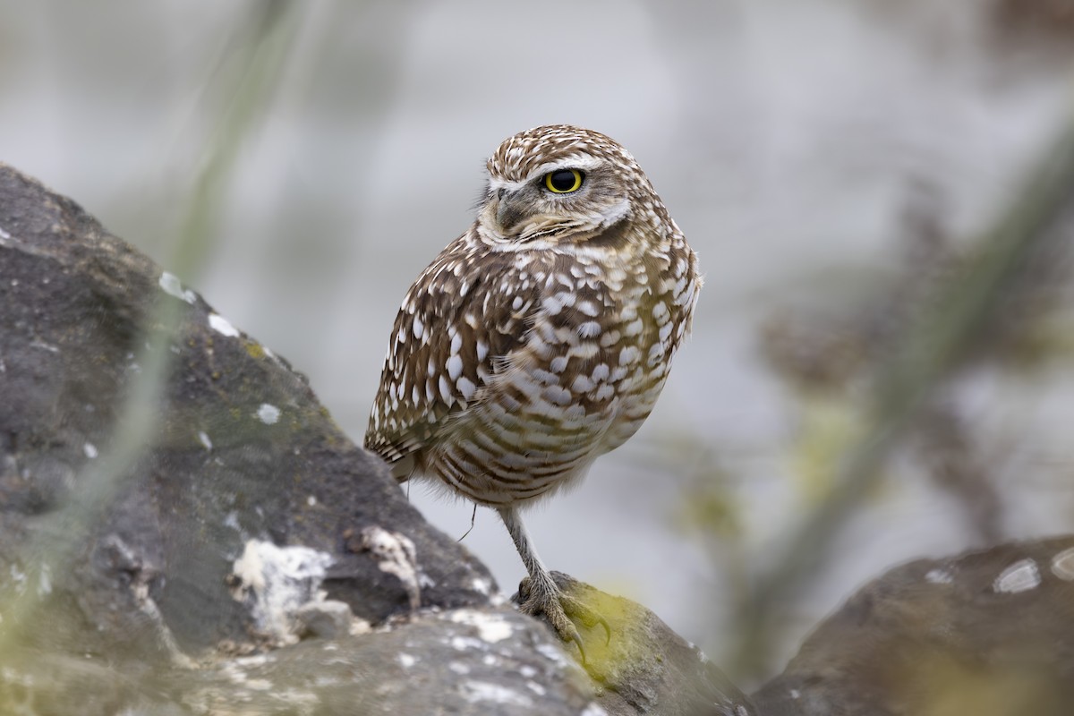 Burrowing Owl - ML646137484