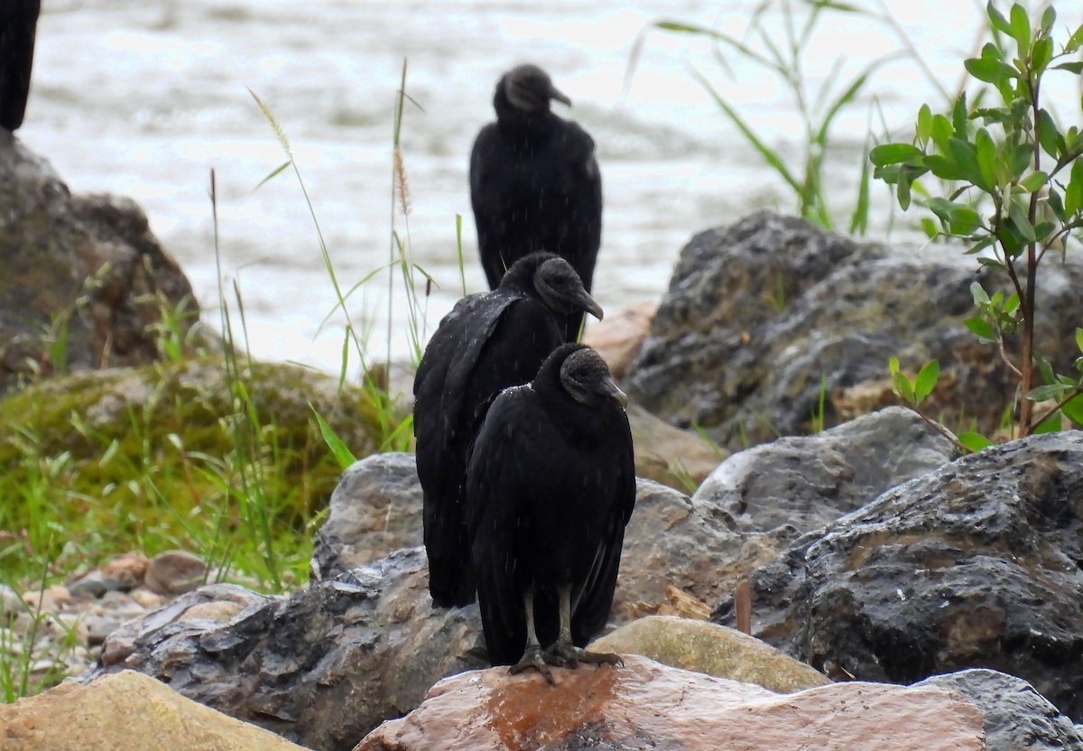 Black Vulture - ML646137495