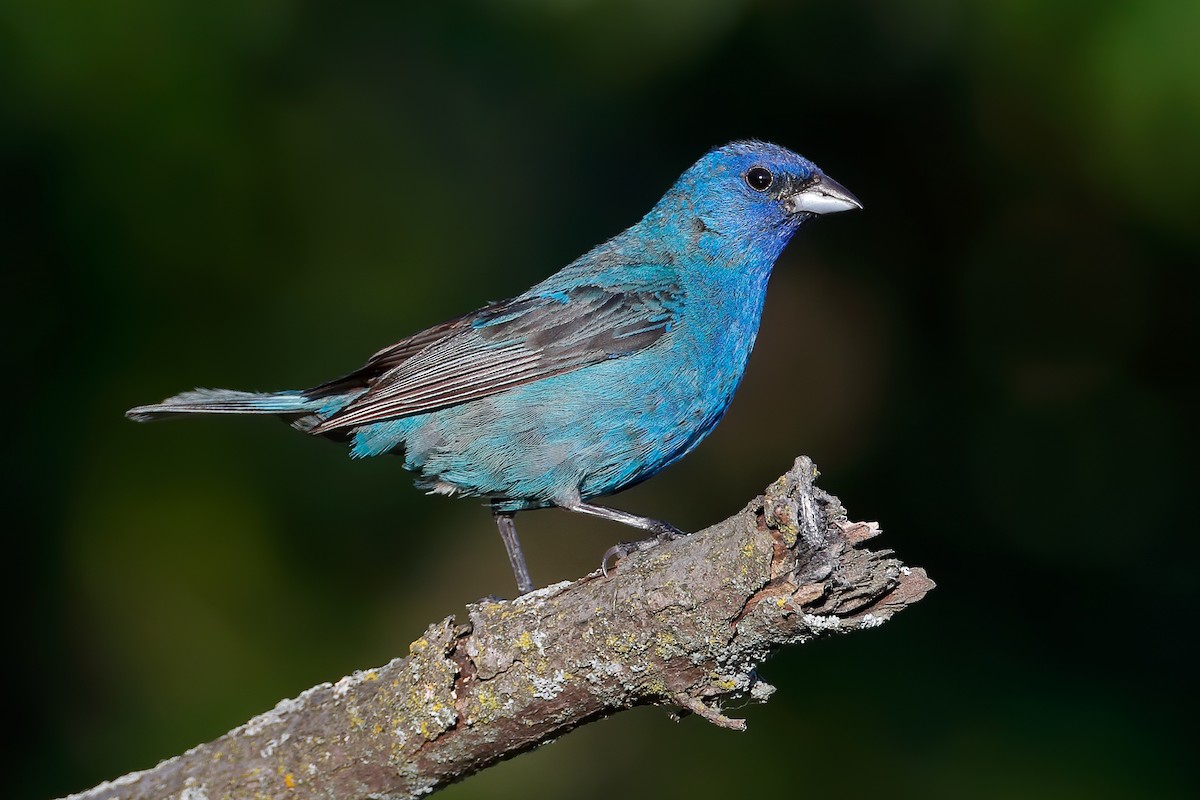Indigo Bunting - ML646137498