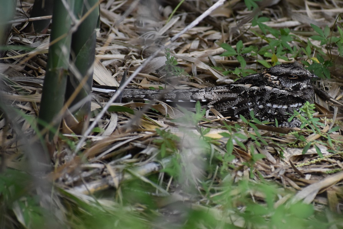 lelek nůžkoocasý - ML646137500