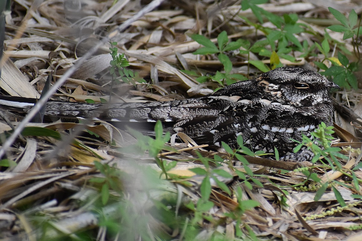 lelek nůžkoocasý - ML646137506