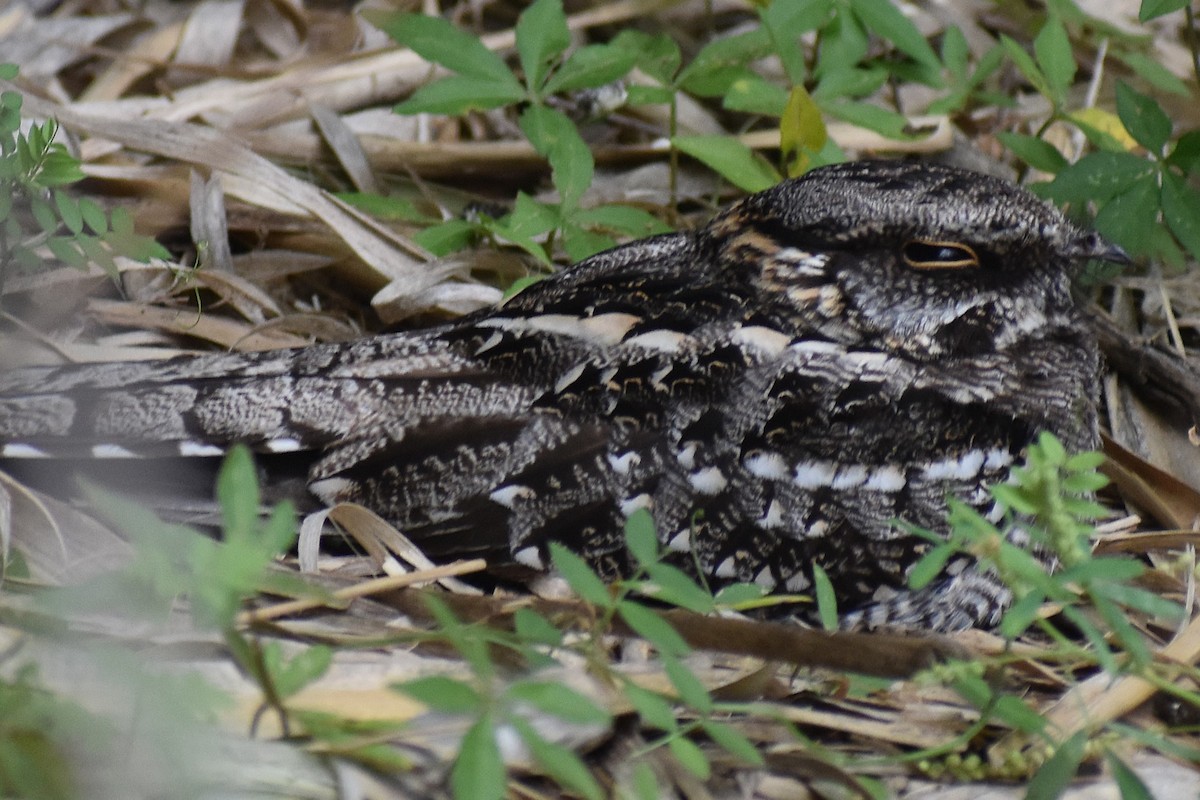 lelek nůžkoocasý - ML646137508