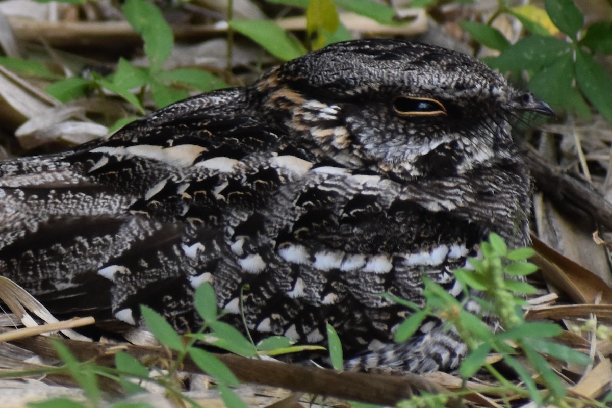 lelek nůžkoocasý - ML646137509