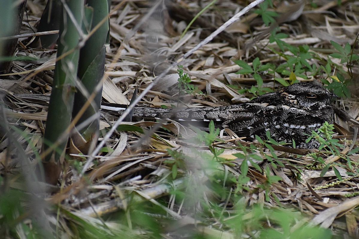 lelek nůžkoocasý - ML646137510