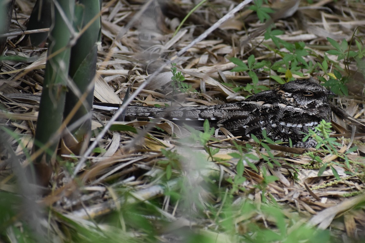 lelek nůžkoocasý - ML646137513