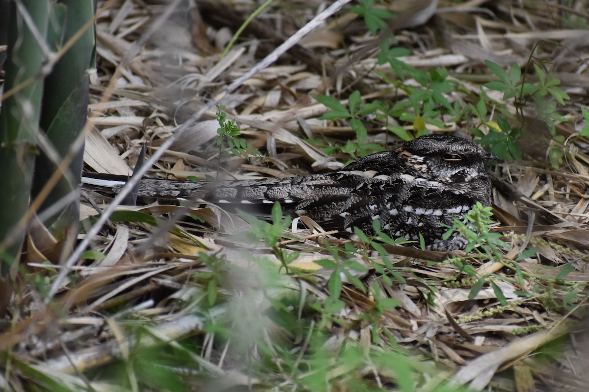 lelek nůžkoocasý - ML646137514