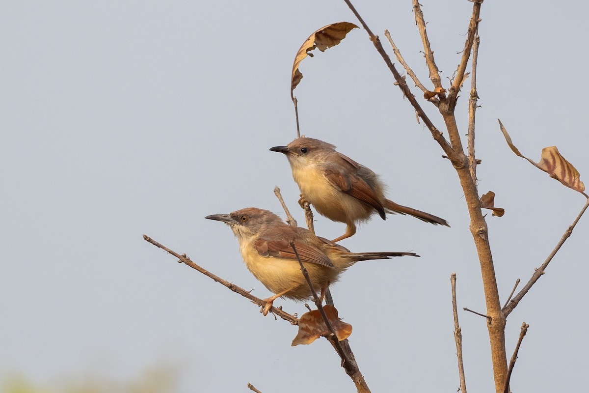Red-winged Prinia - ML646137515