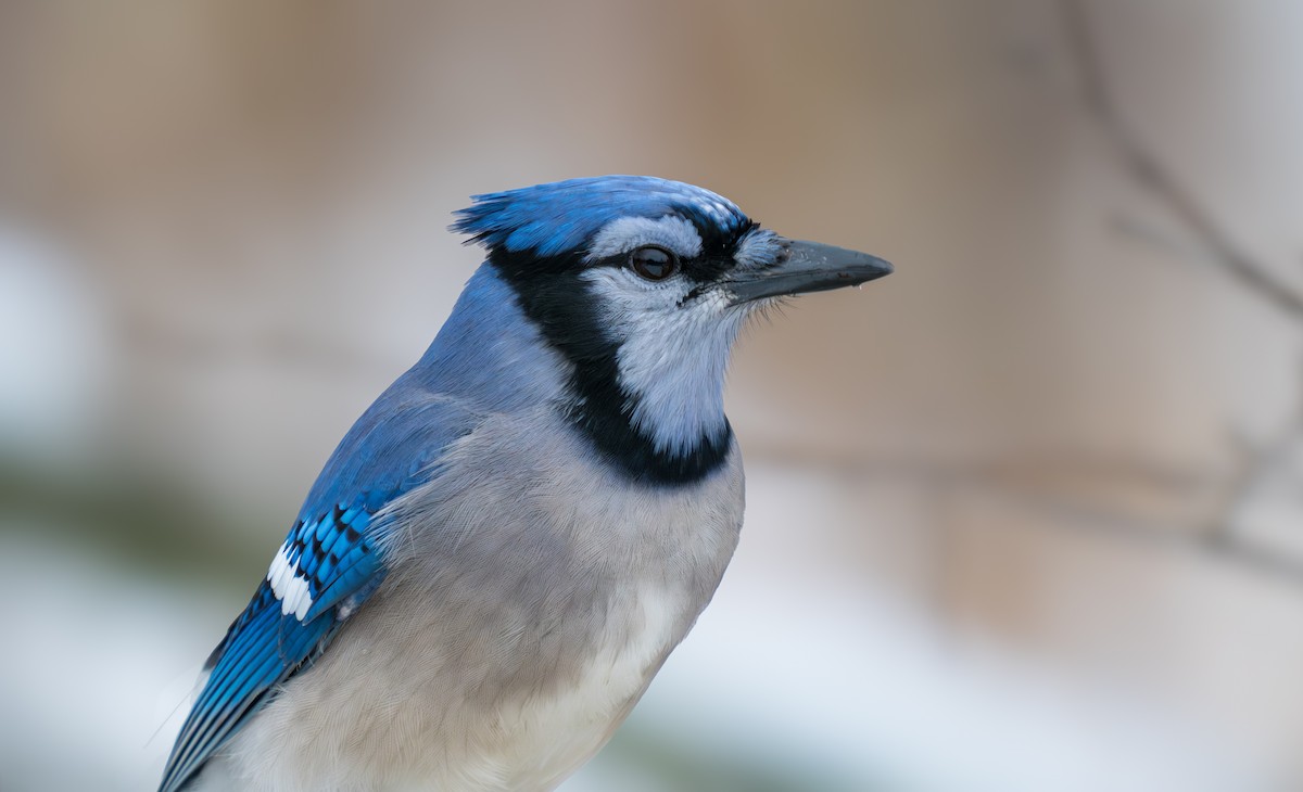 Blue Jay - ML646137516