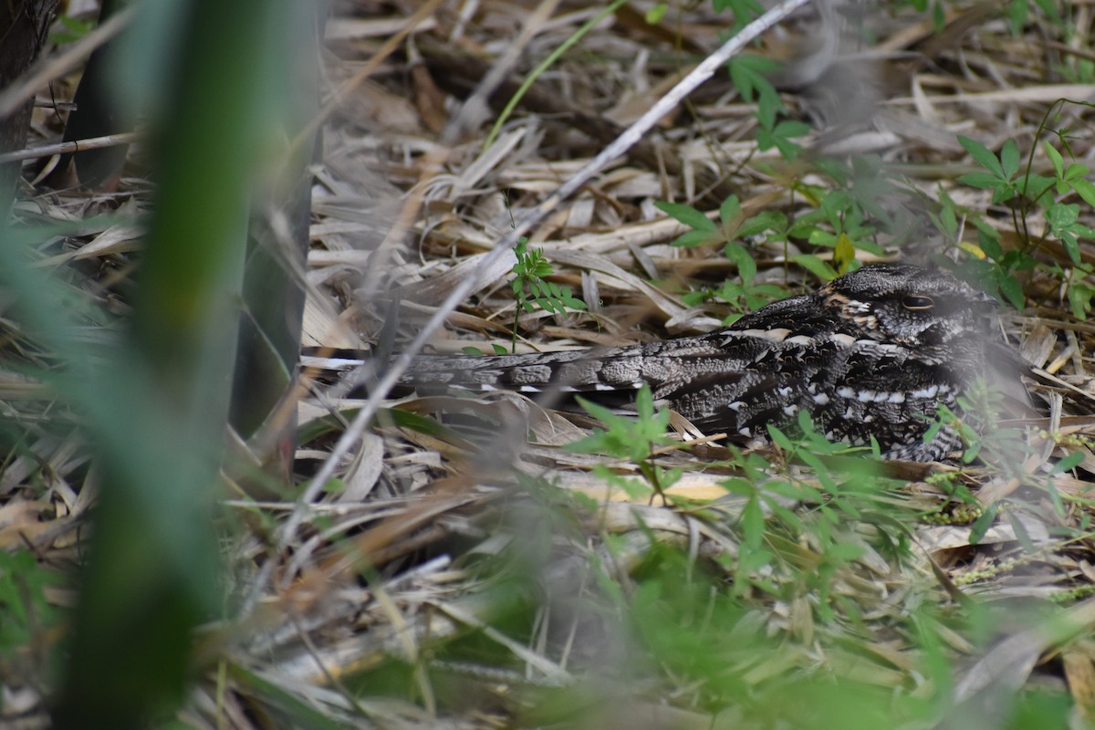 lelek nůžkoocasý - ML646137517