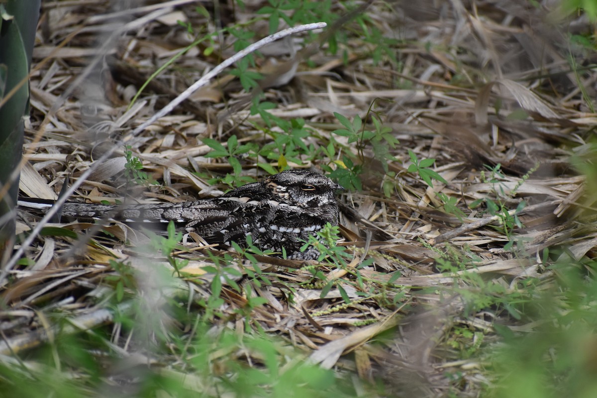 lelek nůžkoocasý - ML646137518