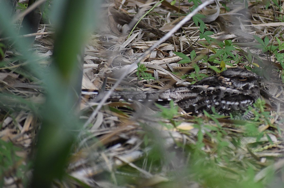 lelek nůžkoocasý - ML646137519