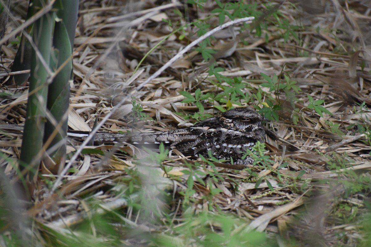 lelek nůžkoocasý - ML646137520