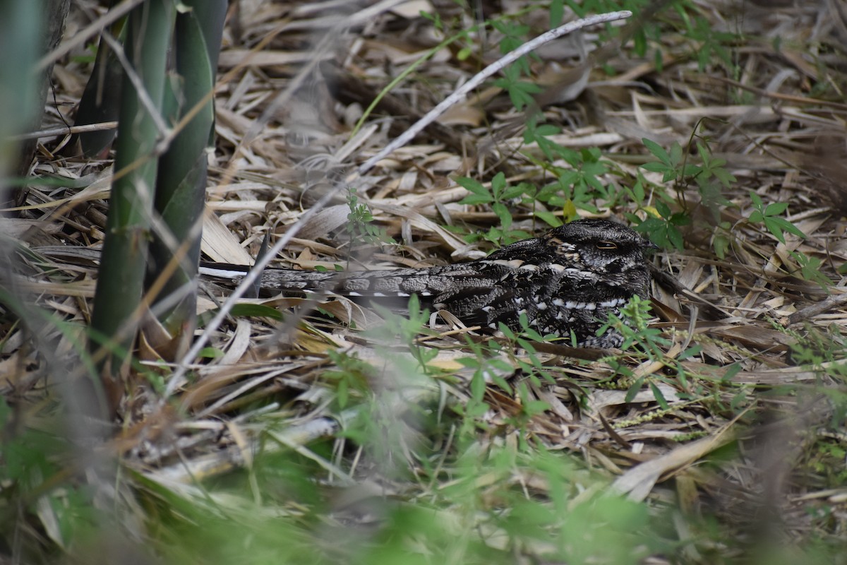 lelek nůžkoocasý - ML646137524