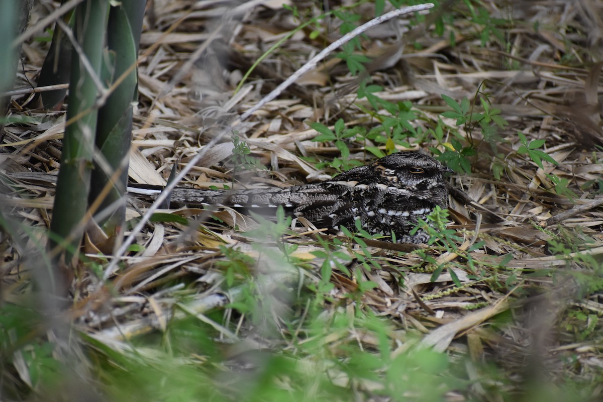 lelek nůžkoocasý - ML646137526