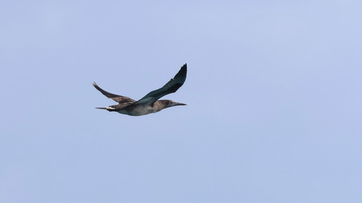 Northern Gannet - ML646137527