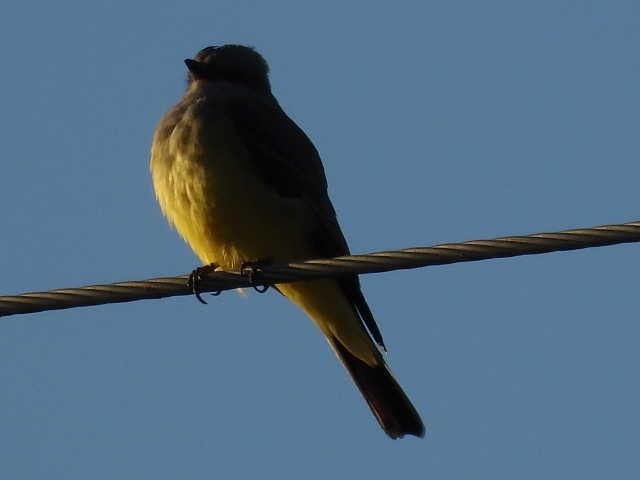 ハシボソタイランチョウ - ML646137529