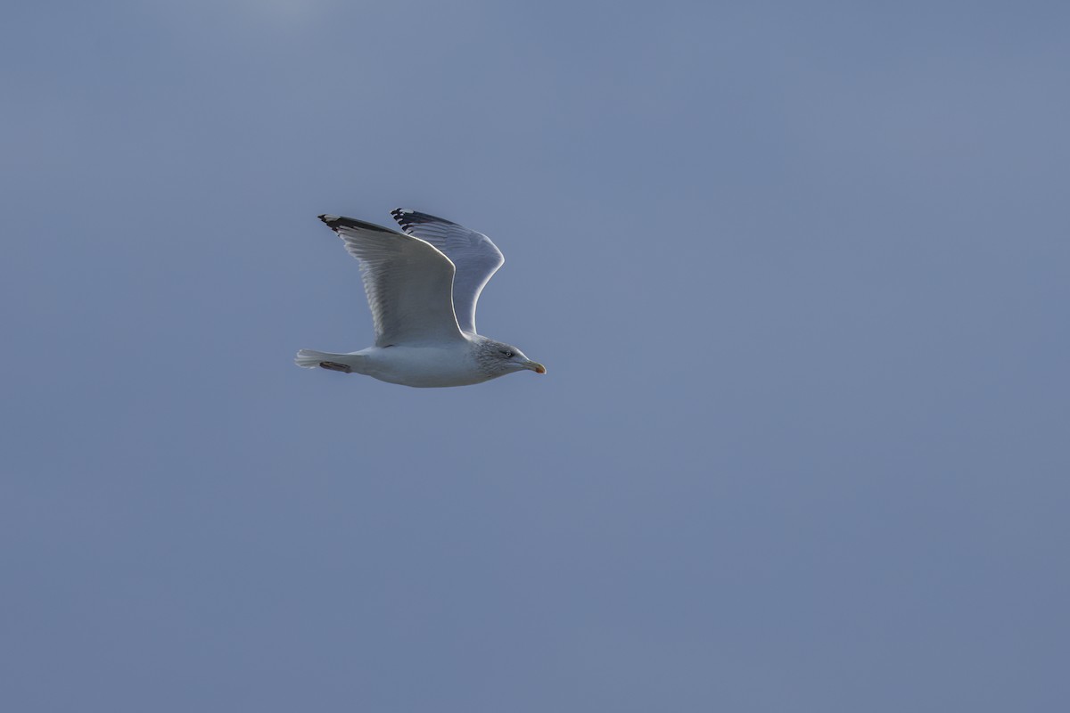 racek stříbřitý - ML646137530