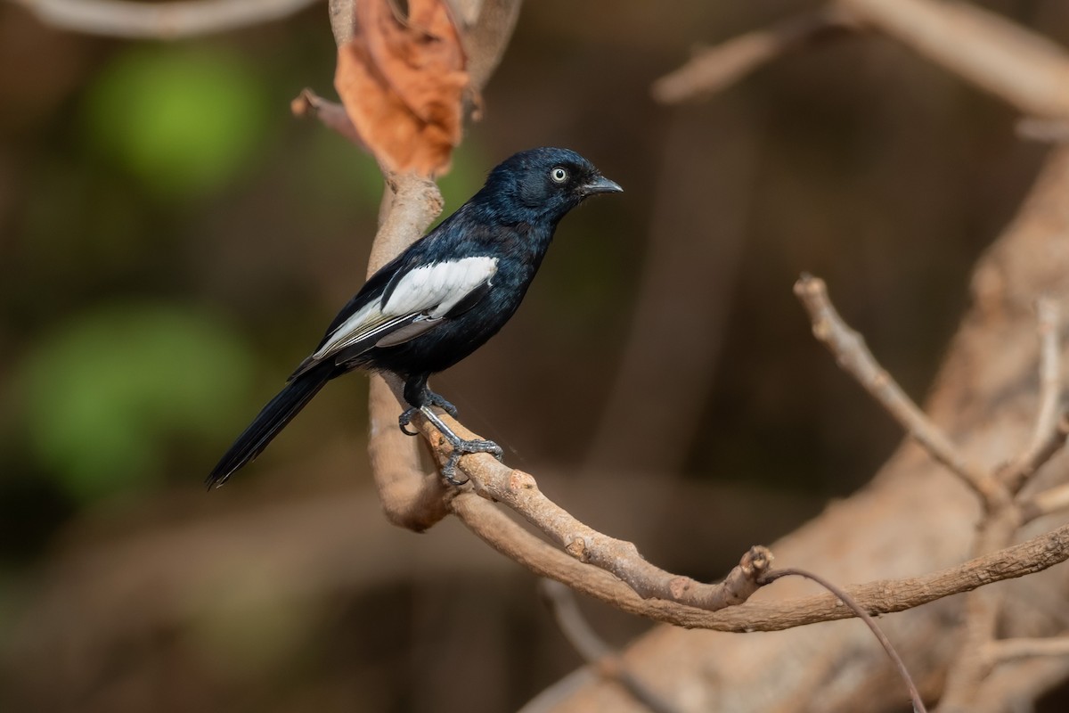 White-shouldered Black-Tit - ML646137532