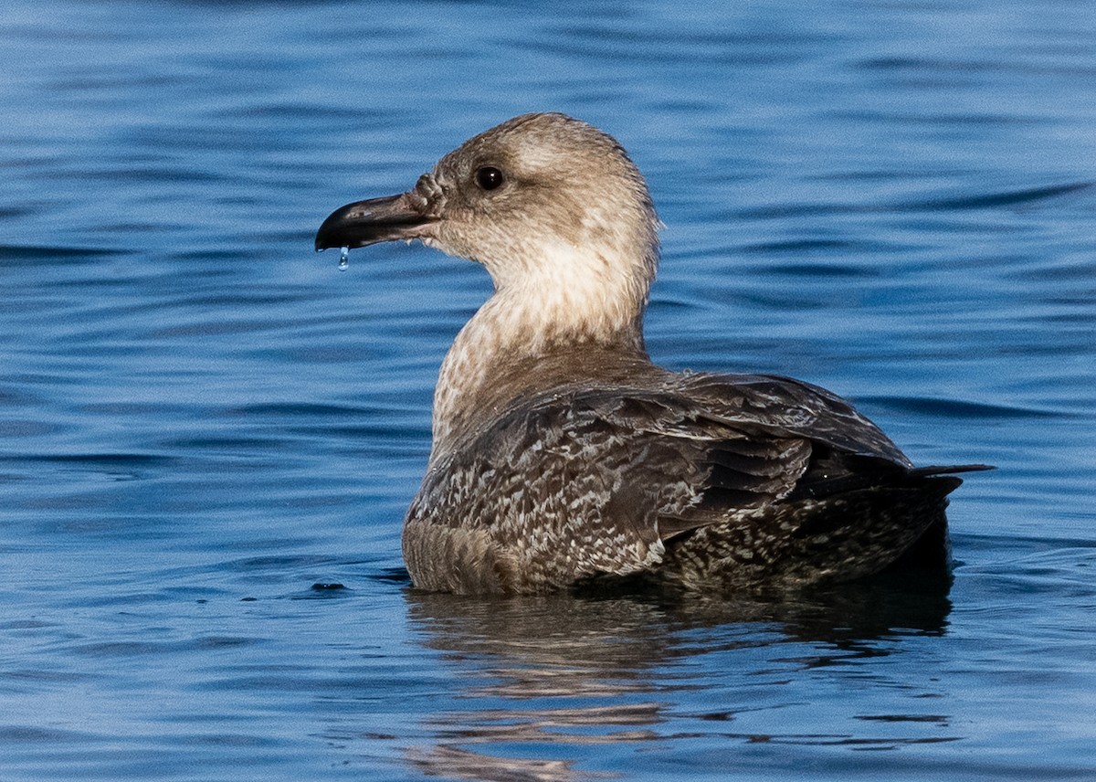 racek mořský - ML646137534