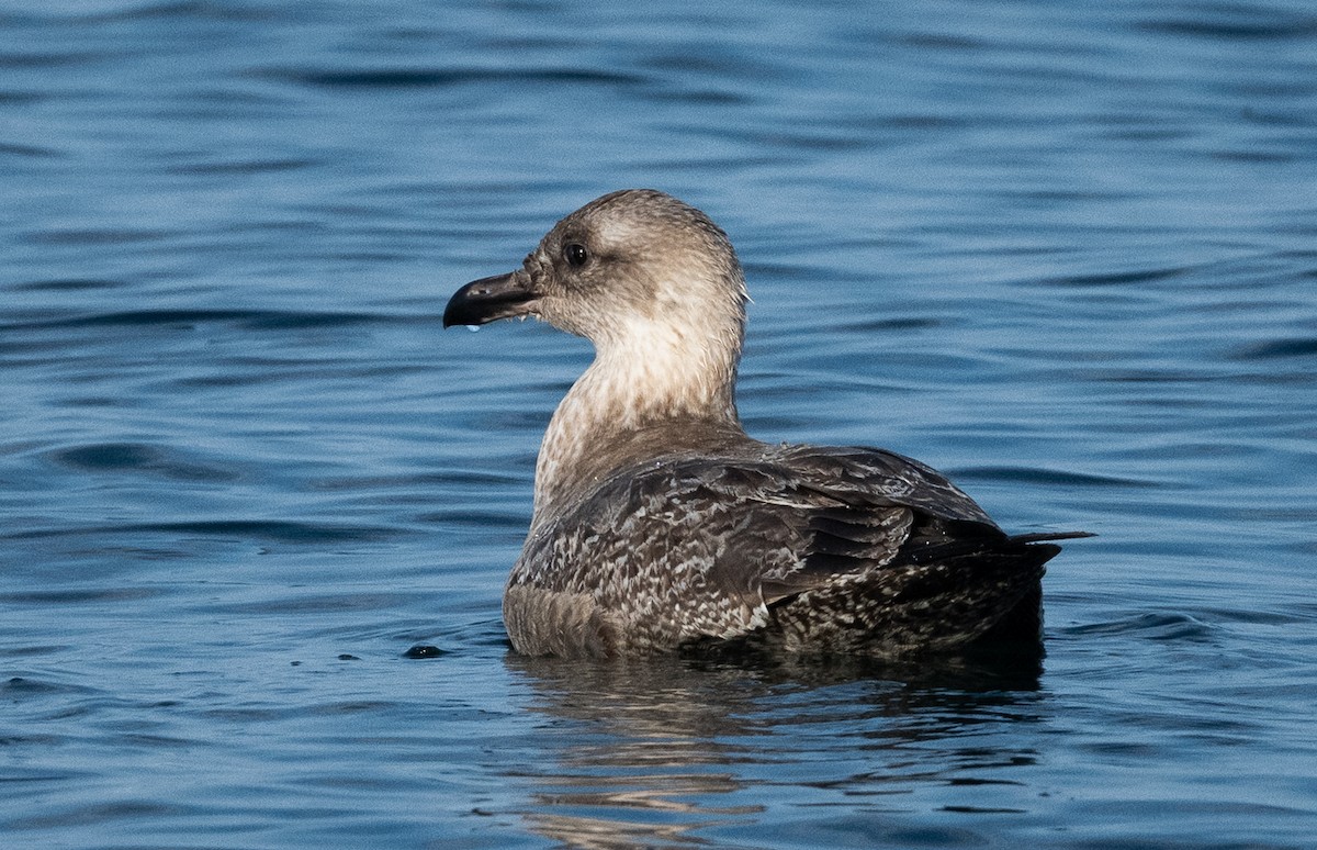 racek mořský - ML646137535