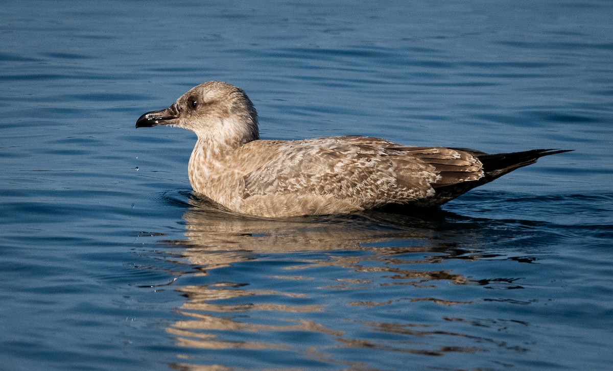 racek mořský - ML646137536