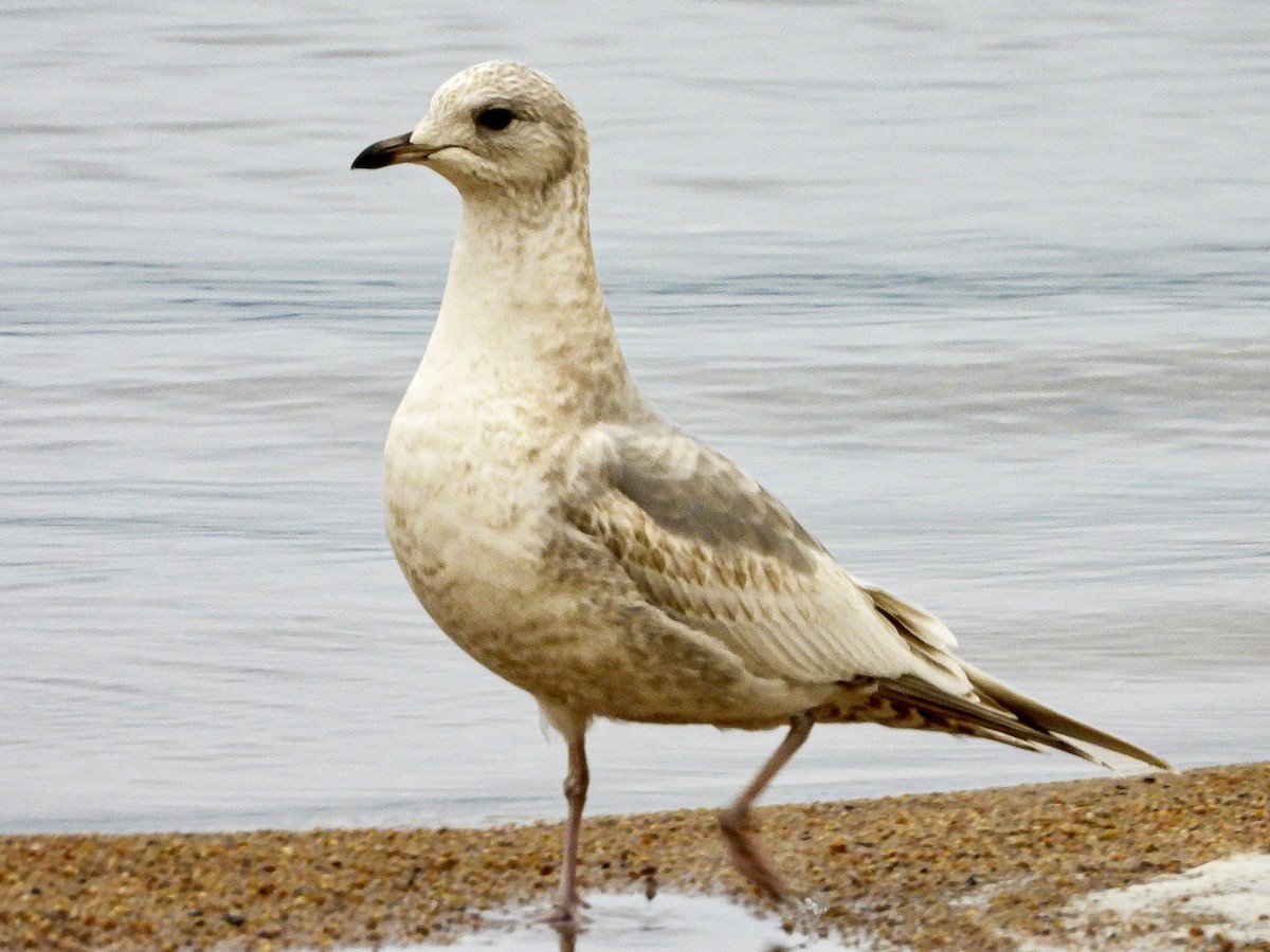 Short-billed Gull - ML646137543