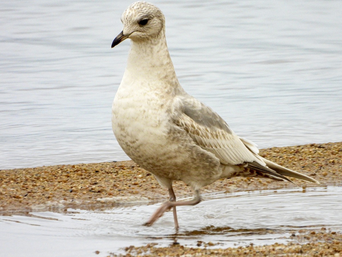Short-billed Gull - ML646137544