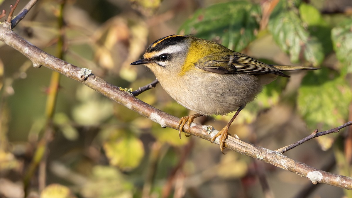Common Firecrest - ML646137546
