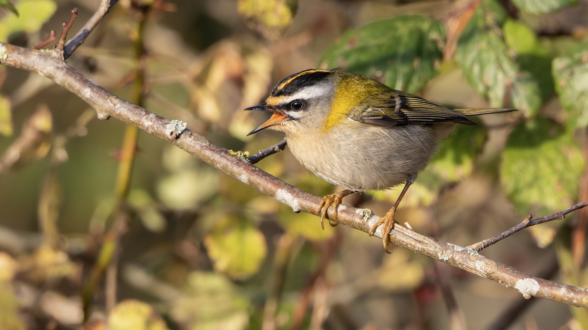 Common Firecrest - ML646137547