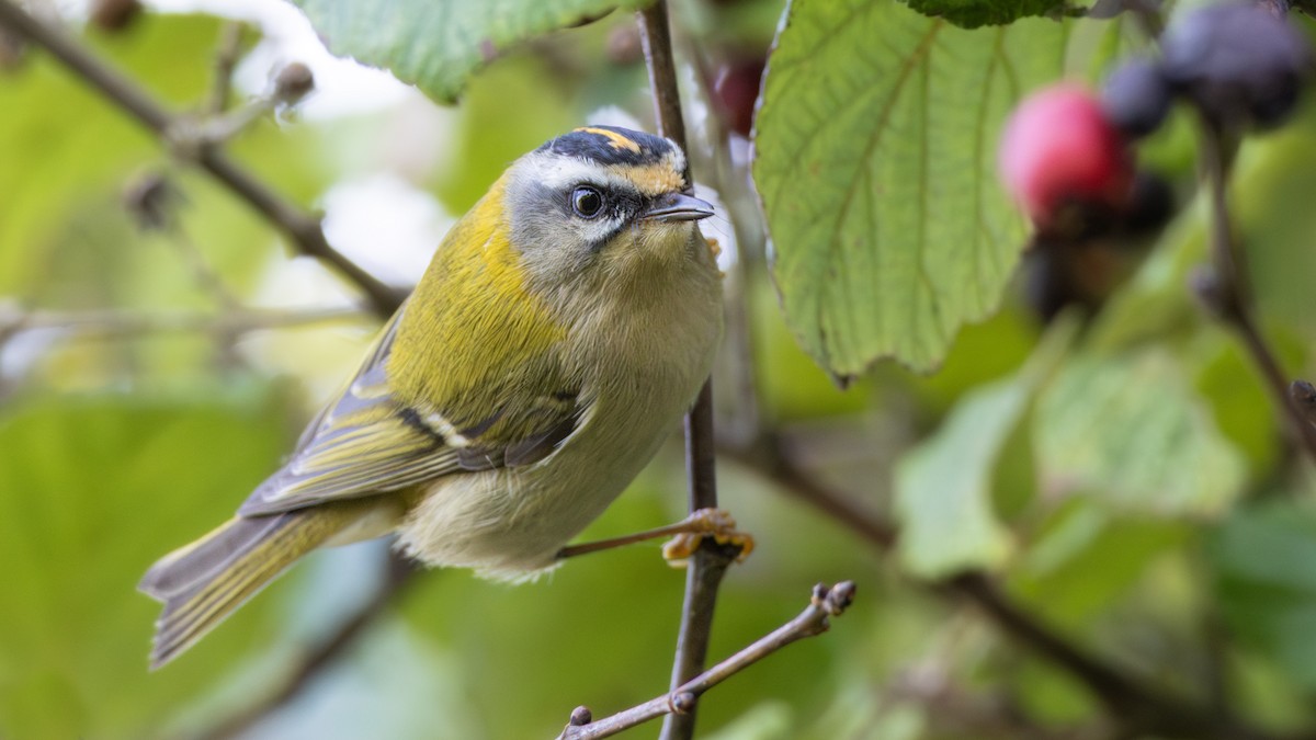 Common Firecrest - ML646137550
