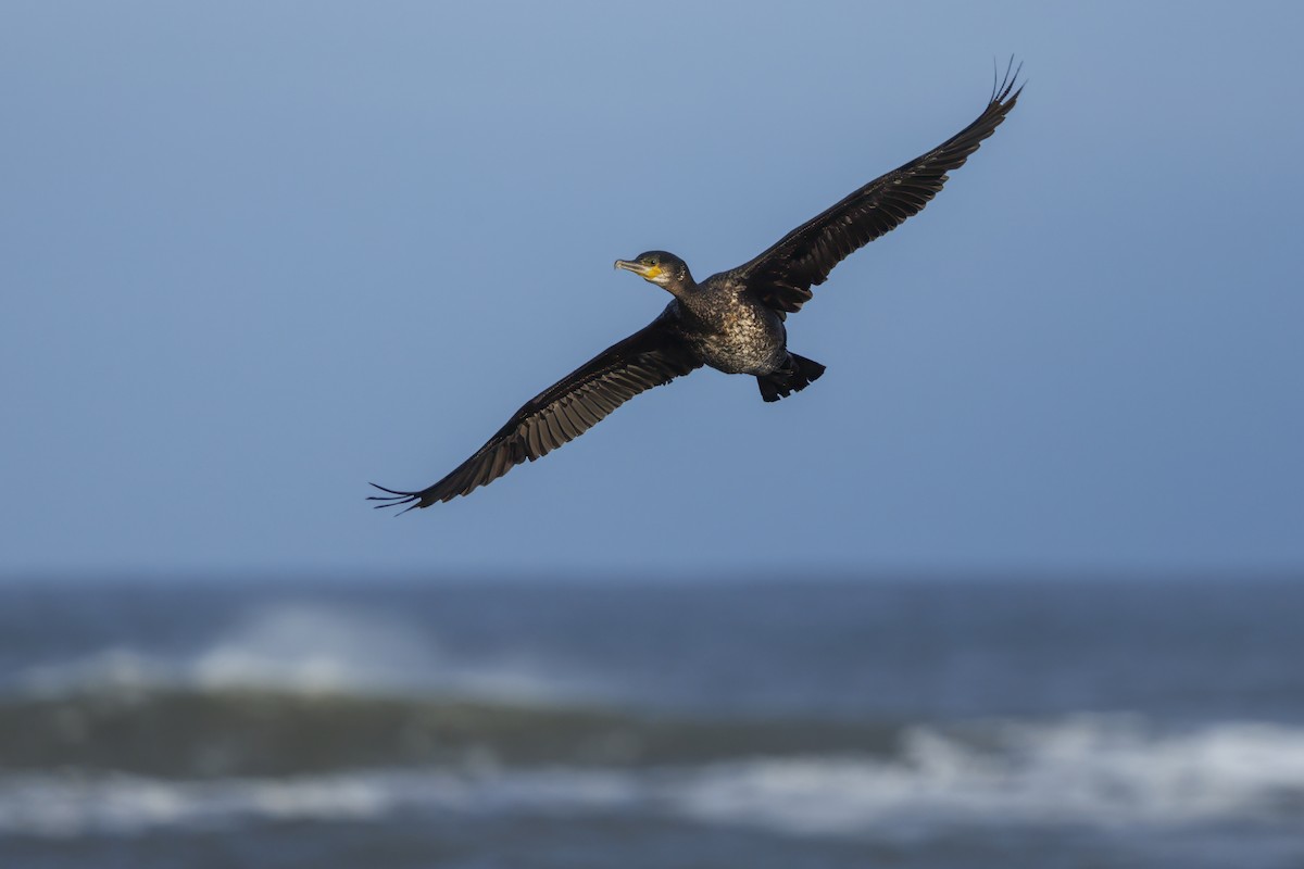 kormorán velký - ML646137552