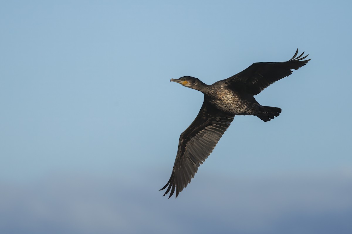 kormorán velký - ML646137553