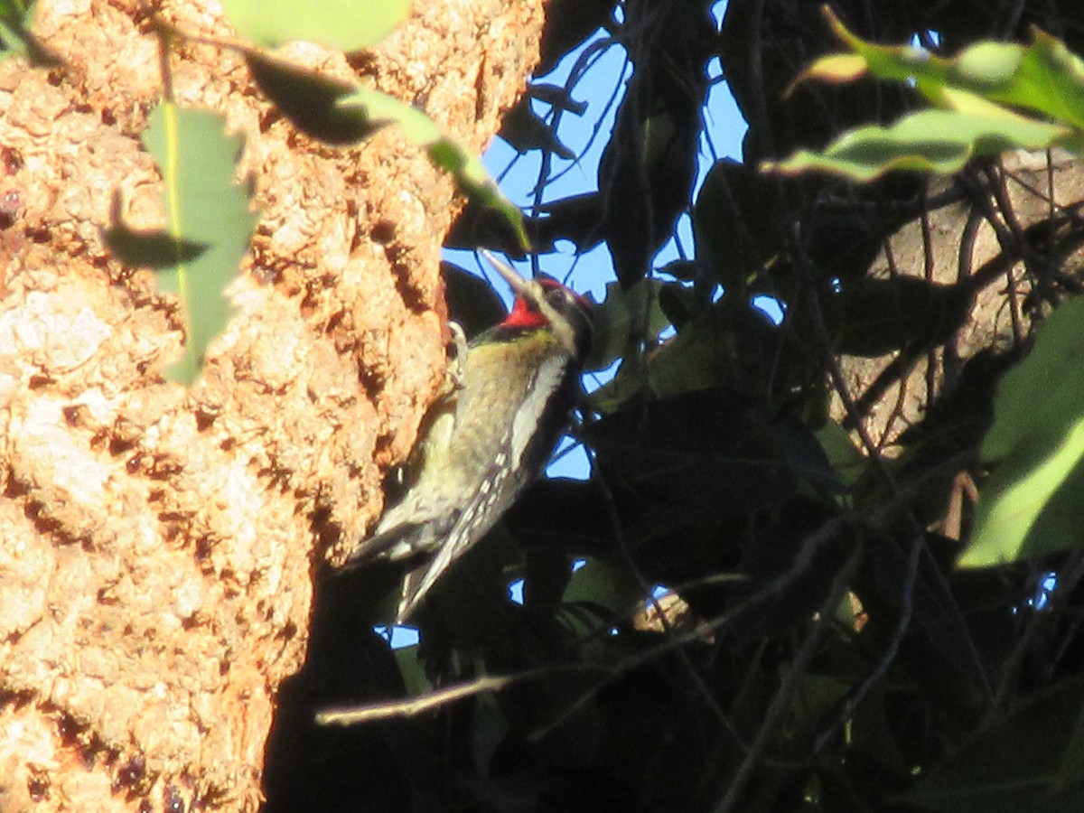 Red-naped Sapsucker - ML646137554
