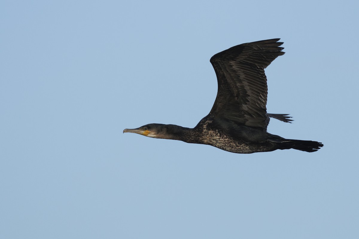 kormorán velký - ML646137555