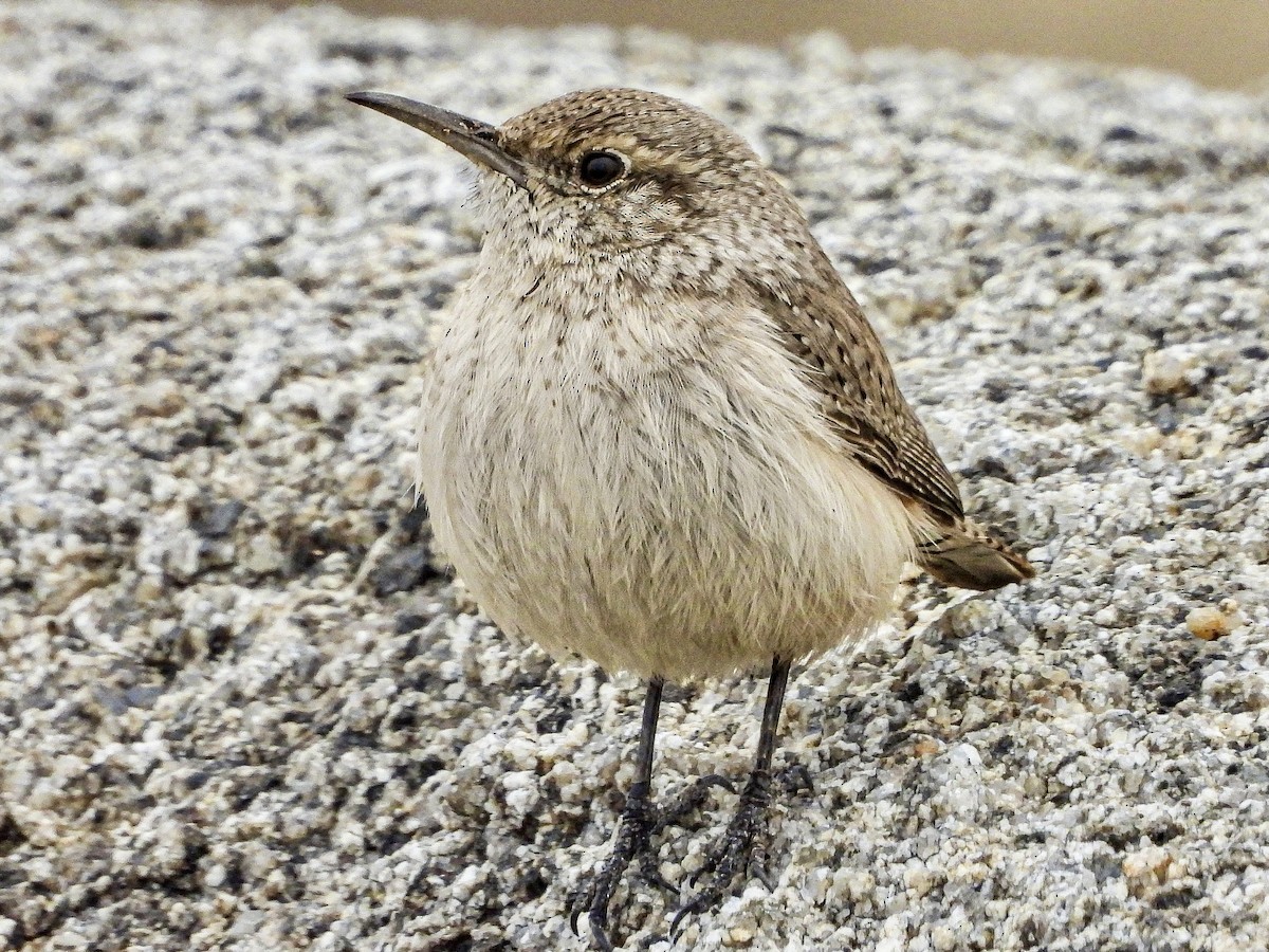 Rock Wren - ML646137558