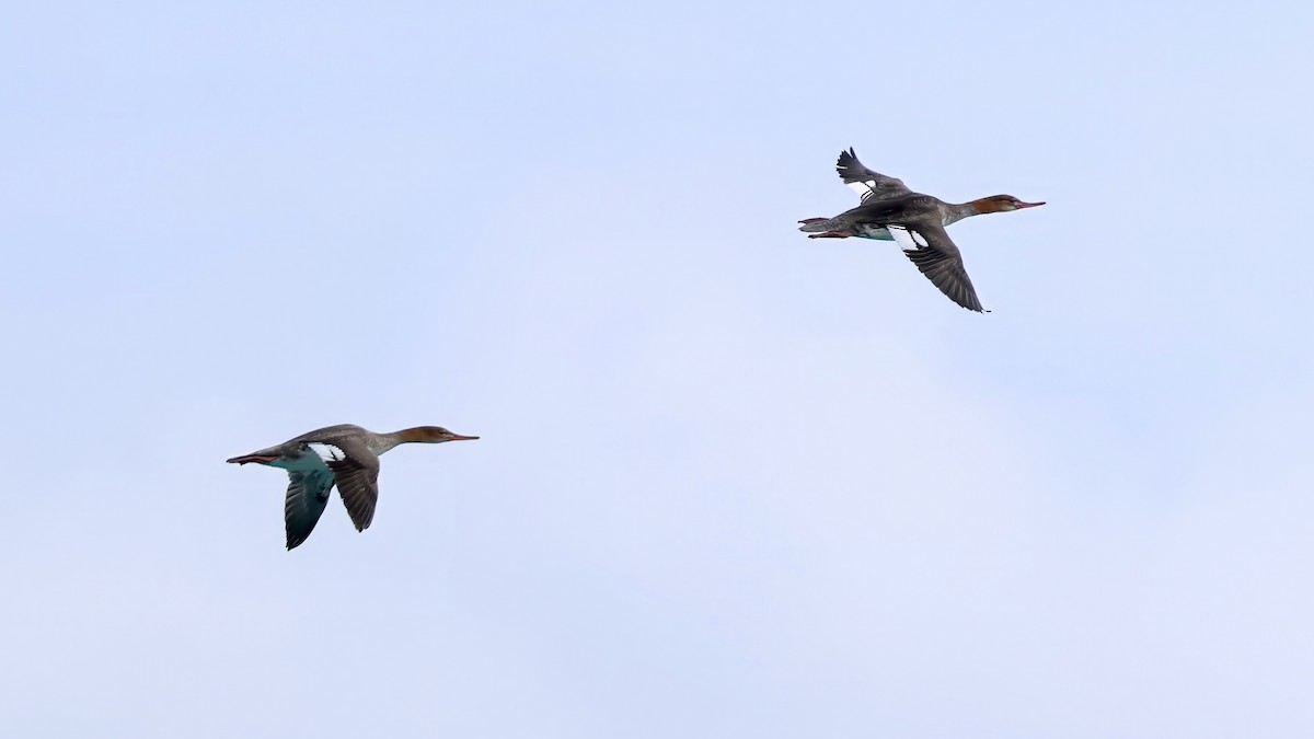 morčák prostřední - ML646137568