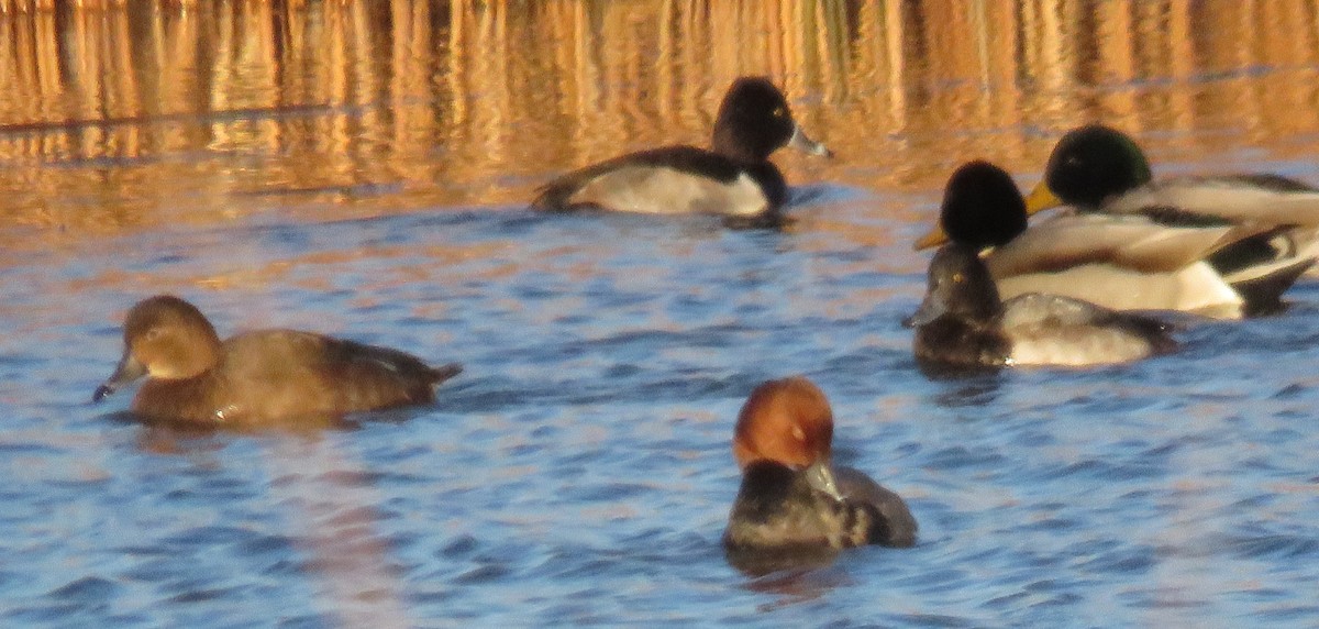 Stockente - ML646137570