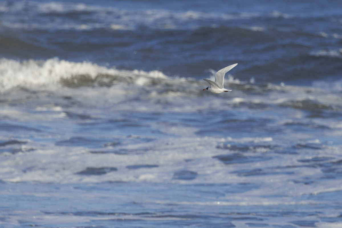 Mediterranean Gull - ML646137573