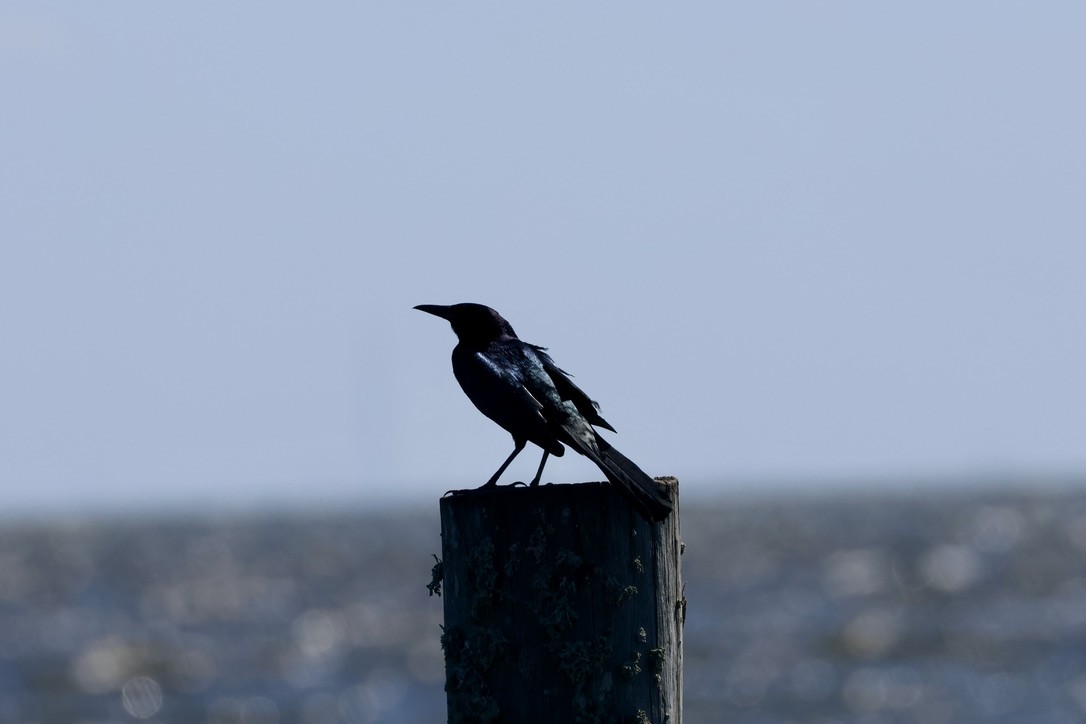 Boat-tailed Grackle - ML646137577