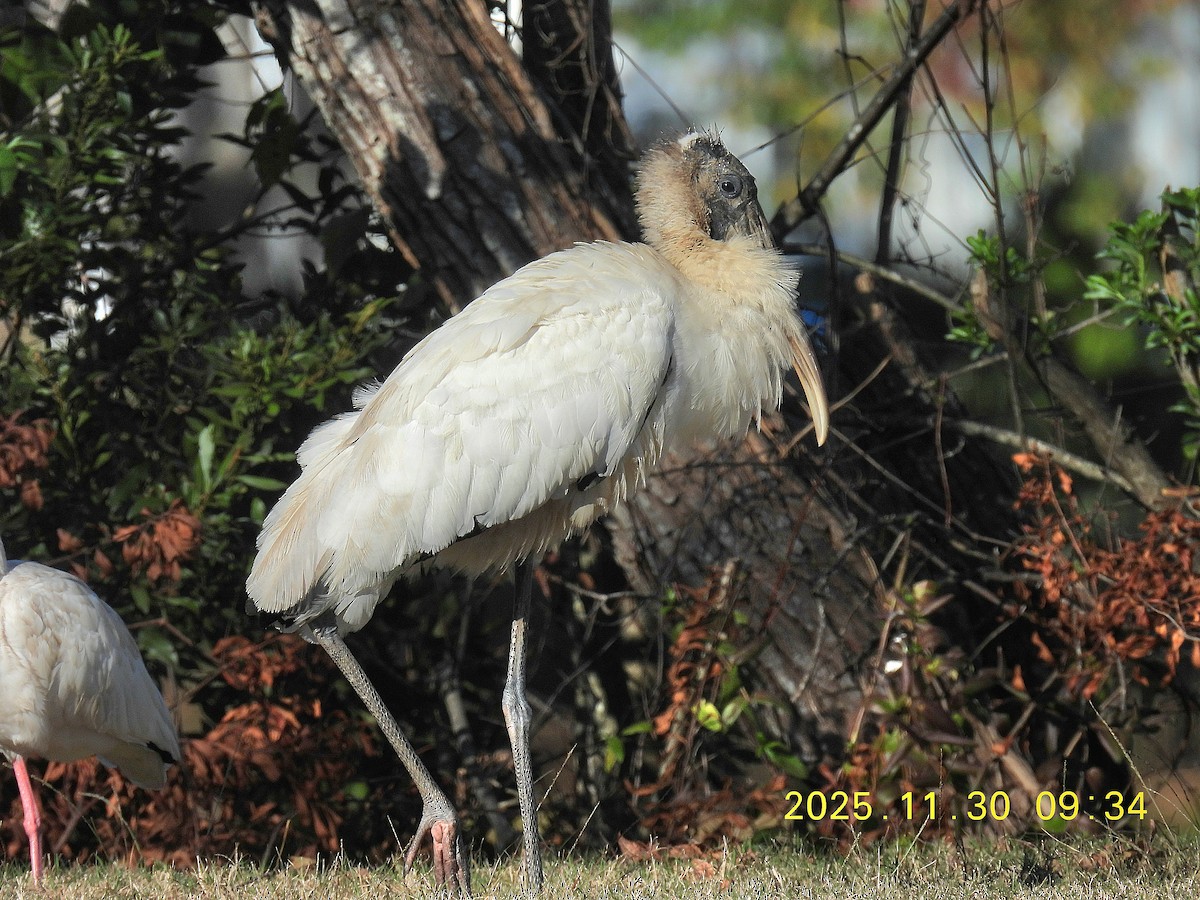 Wood Stork - ML646137580