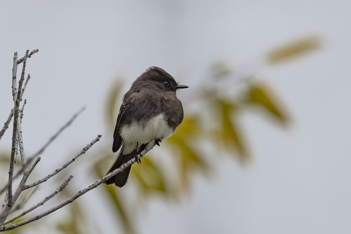 Black Phoebe - ML646137604