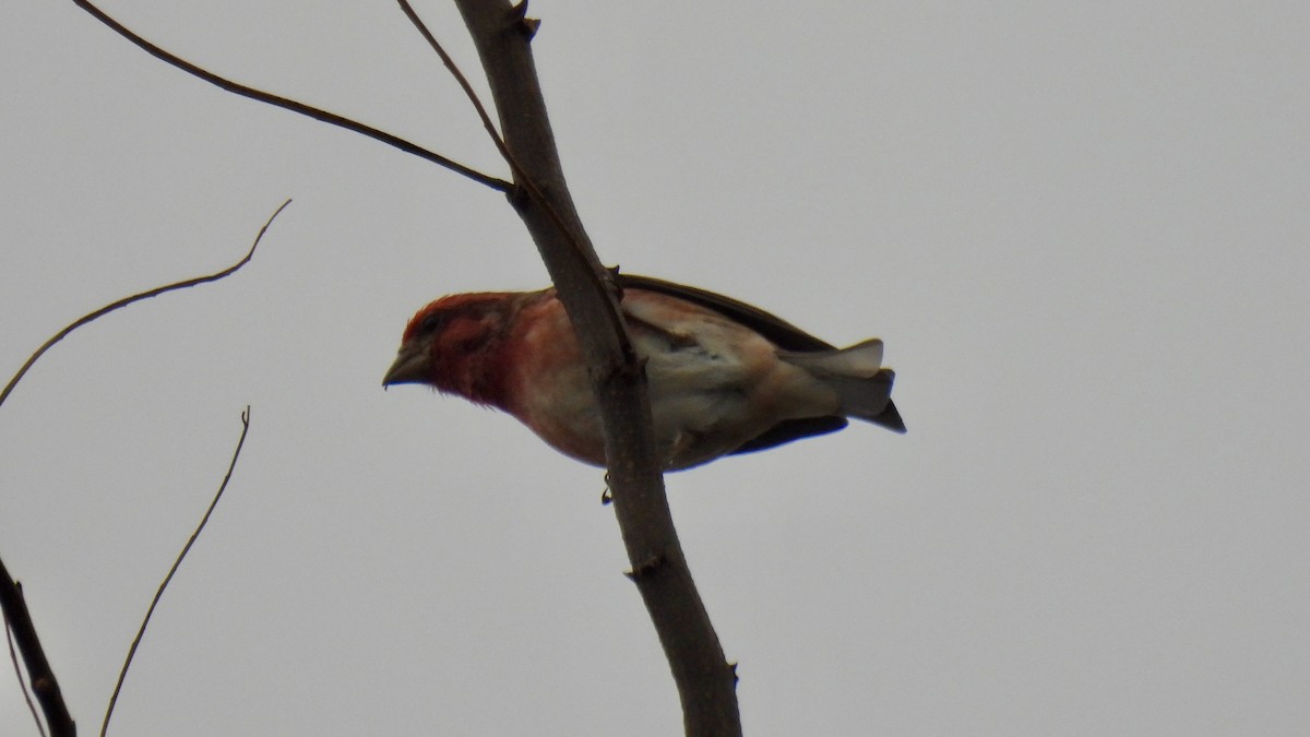Purple Finch - ML646137605