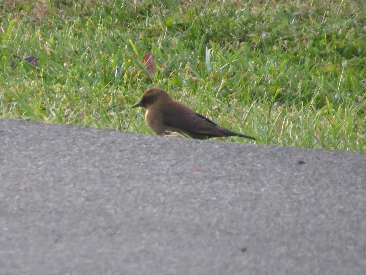 kanadatrupial - ML646137606